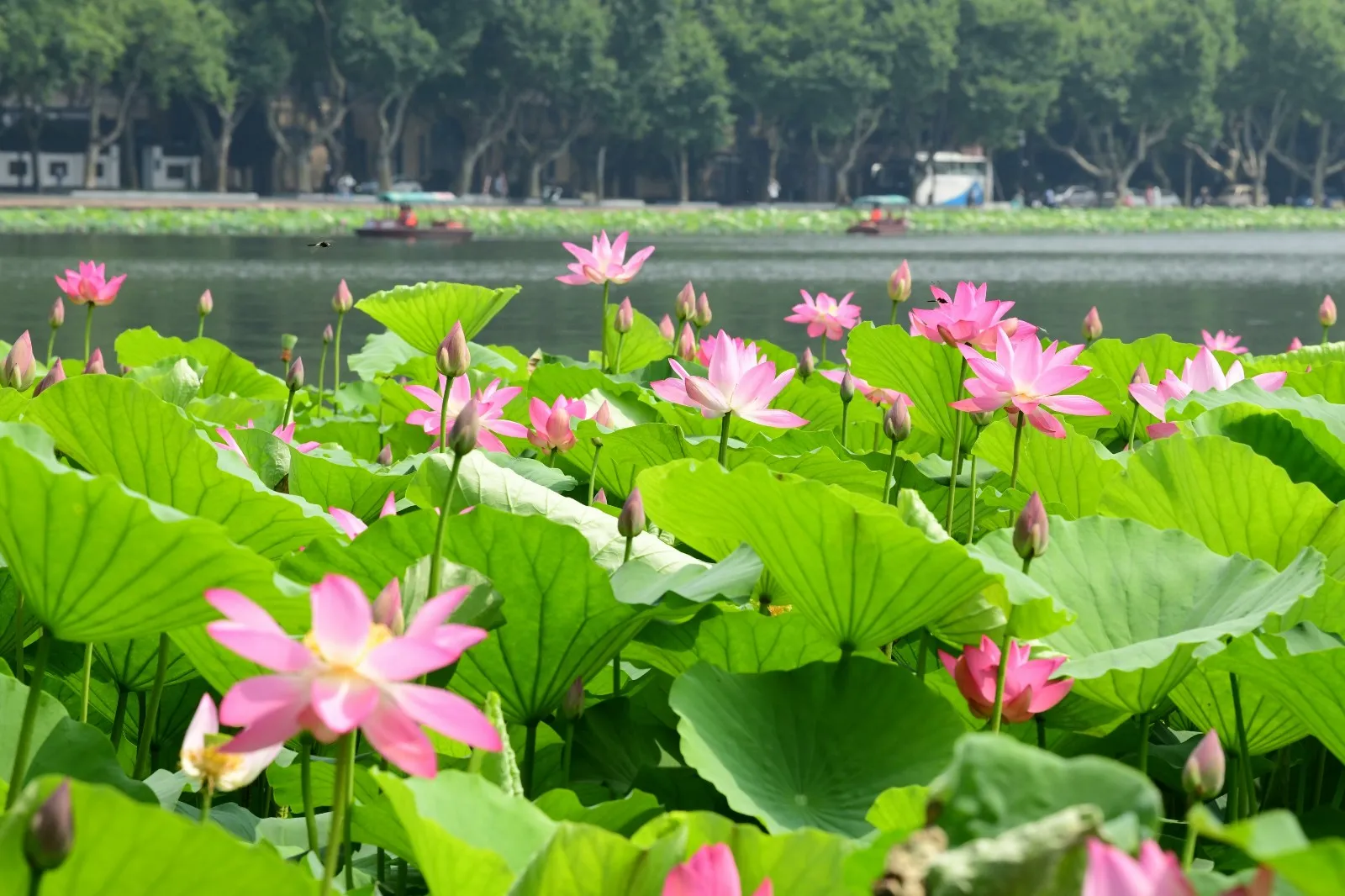 West Lake Boat Cruise